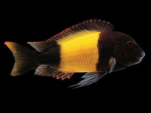 祥龍魚場黃寬帶蝴蝶魚的價格是多少，祥龍魚場黃寬帶蝴蝶魚價格是多少