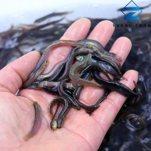 有哪些活餌適合活力不足的龍魚