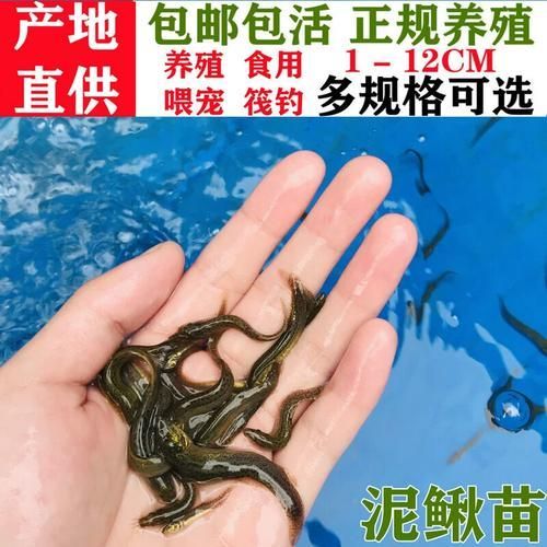 有哪些活餌適合活力不足的龍魚