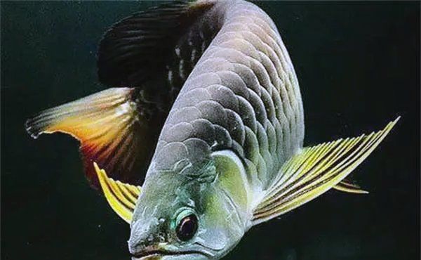 龍魚食用活泥鰍后，有哪些常見健康問題，龍魚喂食泥鰍有哪些危害？