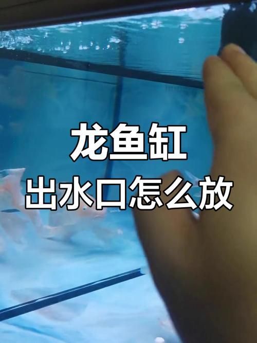 推薦幾款適合龍魚幼苗的魚缸，養(yǎng)龍魚幼苗，選對魚缸是成功的第一步