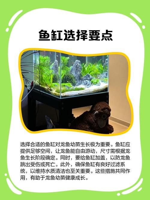推薦幾款適合龍魚幼苗的魚缸，養(yǎng)龍魚幼苗，選對魚缸是成功的第一步