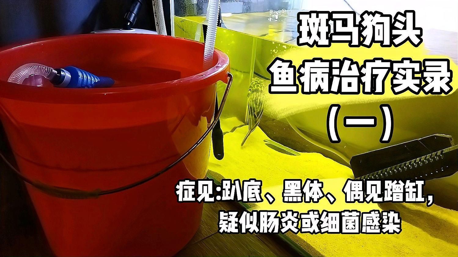 狗頭魚有哪些常見的疾病，狗頭魚有哪些常見的疾病及其癥狀與應對方法
