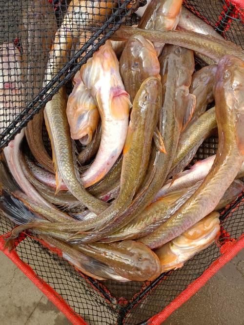 哪里可以購買到真正的沙龍魚，哪里可以購買到真正的沙龍魚？