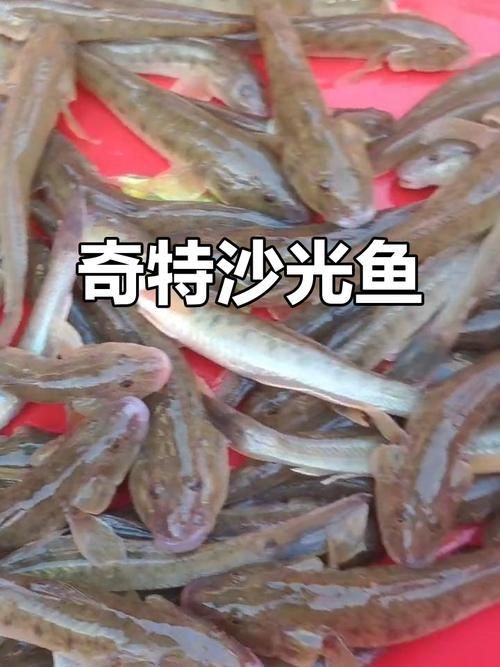 哪里可以購買到真正的沙龍魚，哪里可以購買到真正的沙龍魚？