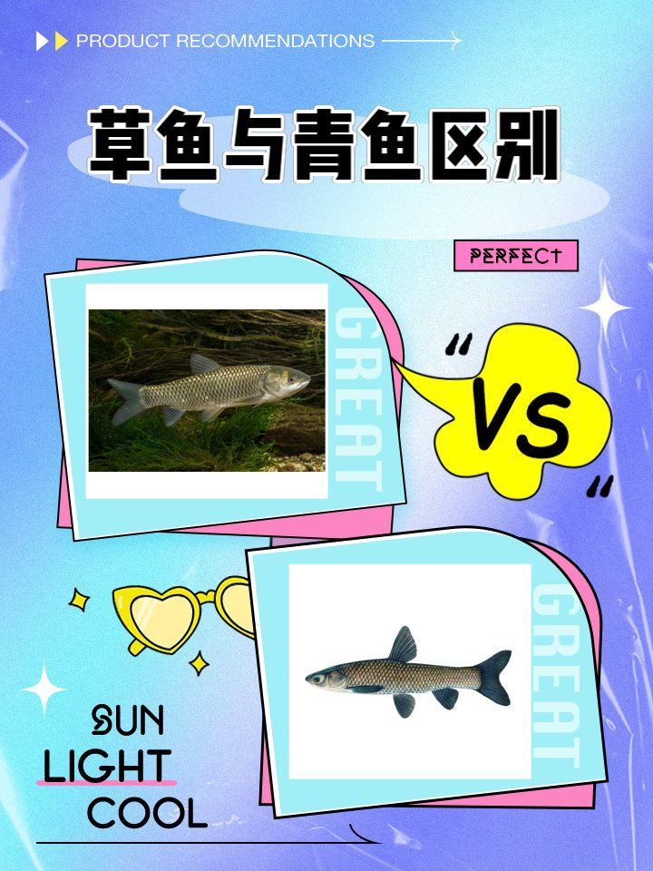 草魚與青魚、赤眼鱒有何區別，云飛水果俠，草魚、青魚和赤眼鱒有何區別？