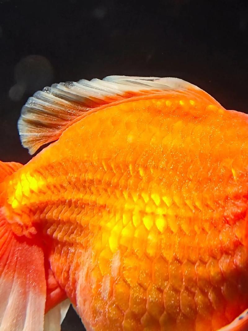 有哪些常見(jiàn)的半紅龍魚(yú)疾病，關(guān)于半紅龍魚(yú)常見(jiàn)疾病治療