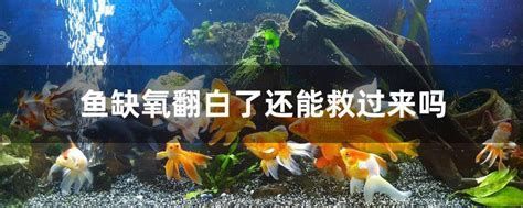 如何判斷龍魚是否因水溫過低翻白？，判斷龍魚是否因水溫過低而翻白可以通過以下方法