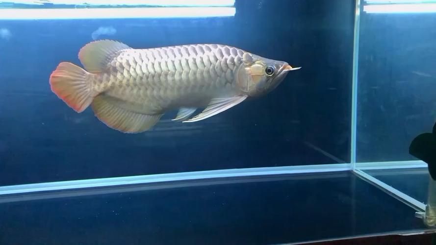 給我一些鑒別萬隆龍魚的真偽和品質的圖片，如何鑒別萬隆龍魚的真偽與品質？
