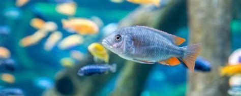 雙線側(cè)魚(yú)，雙線側(cè)魚(yú)詳解：觀賞水族箱中的優(yōu)雅舞者