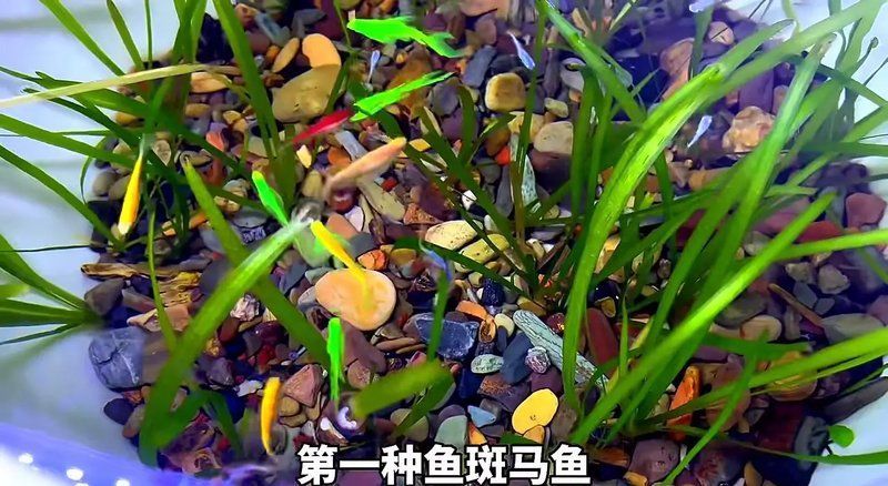 有哪些適合新手的觀賞魚推薦，初次接觸觀賞魚的新手養魚，選擇適合自己的觀賞魚