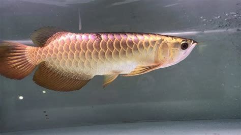 星點龍魚需要多大的缸？，星點龍魚養殖全攻略