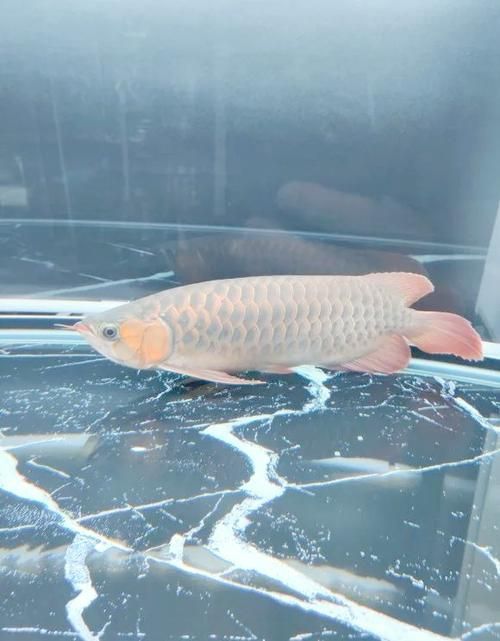 給我一些改善龍魚飼養環境的圖片，如何改善龍魚的飼養環境？