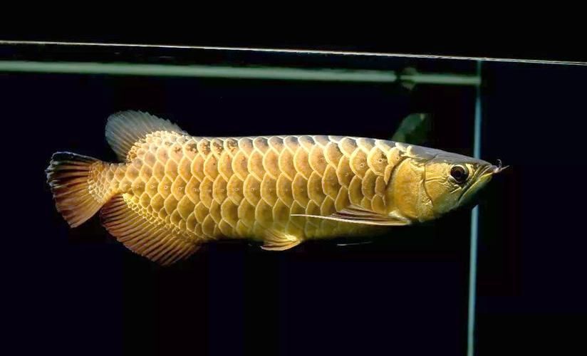 給我一些改善龍魚飼養環境的圖片，如何改善龍魚的飼養環境？