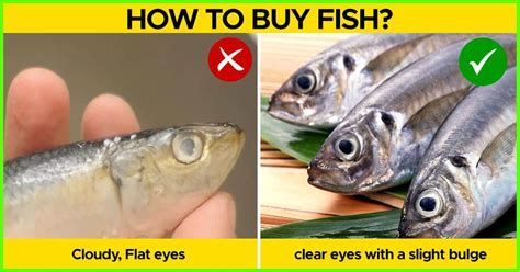 如何辨別紅龍魚是否新鮮？，如何判斷紅龍魚是否新鮮