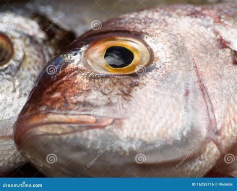 如何辨別紅龍魚是否新鮮？，如何判斷紅龍魚是否新鮮