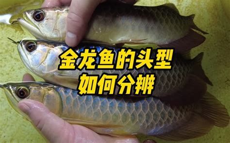 如何預(yù)防金龍魚鰓蓋起泡？，金龍魚鰓蓋起泡怎么辦
