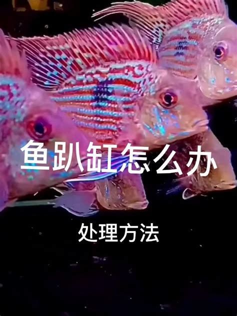 龍魚頂著缸壁游是疾病了嗎？，龍魚頂缸壁游動是否為疾病，龍魚頂缸壁游動是否代表疾病
