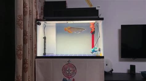 如何判斷龍魚缸出水口是否合適？，判斷龍魚缸出水口是否合適是養護龍魚的關鍵一步