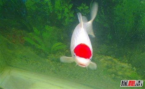 飛鳳魚與龍魚混養有哪些成功案例，飛鳳魚與龍魚混養成功案例