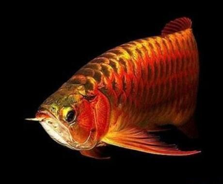 紅龍魚胸鰭生長階段有哪些特點，紅龍魚胸鰭的發育