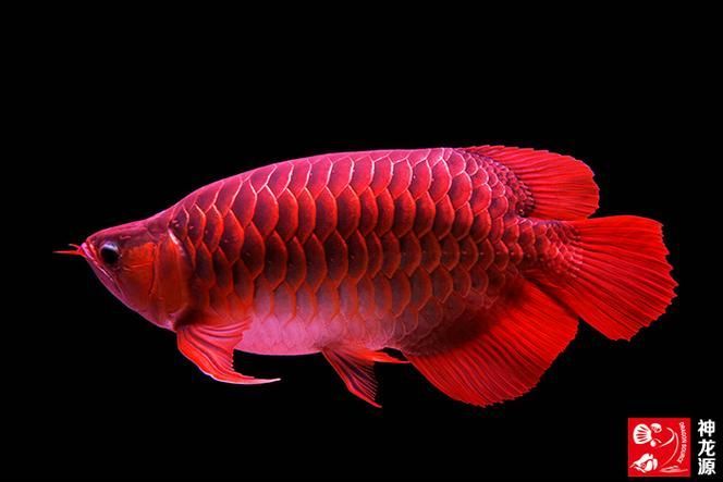 紅龍魚胸鰭生長階段有哪些特點，紅龍魚胸鰭的發育
