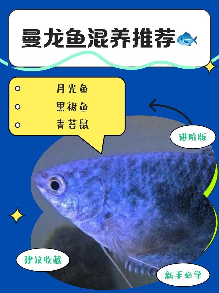 黃曼龍魚適合與哪些魚混養，曼龍魚與哪些魚混養最容易沖突黃曼龍魚混養推薦