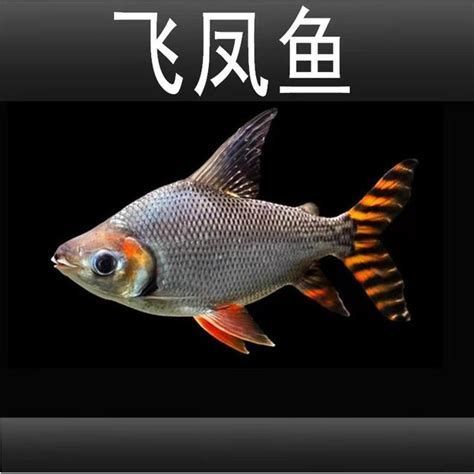 哪些魚種適合龍魚食用？，熱帶淡水觀賞魚中的佼佼者