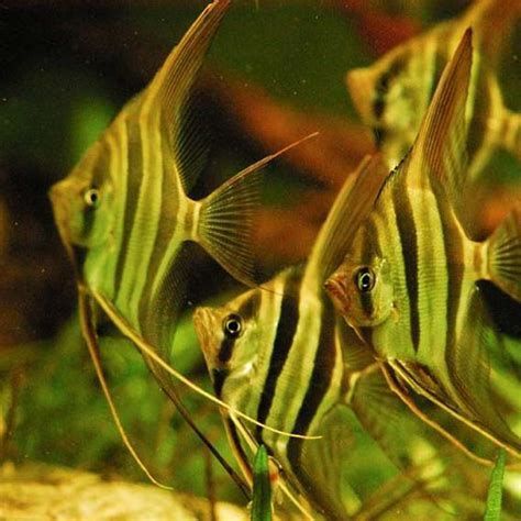 哪些魚種適合龍魚食用？，熱帶淡水觀賞魚中的佼佼者