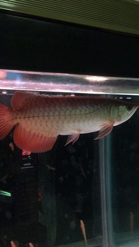 如何判斷帝龍魚的年齡和生長狀態