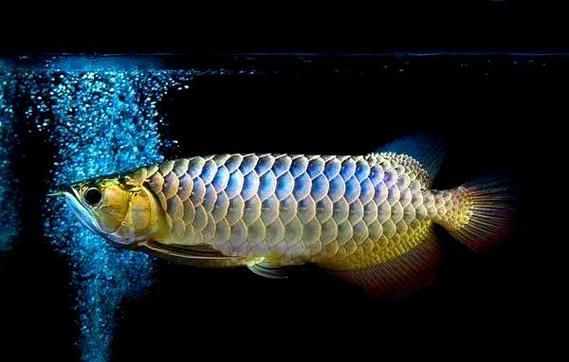 如何判斷帝龍魚的年齡和生長狀態