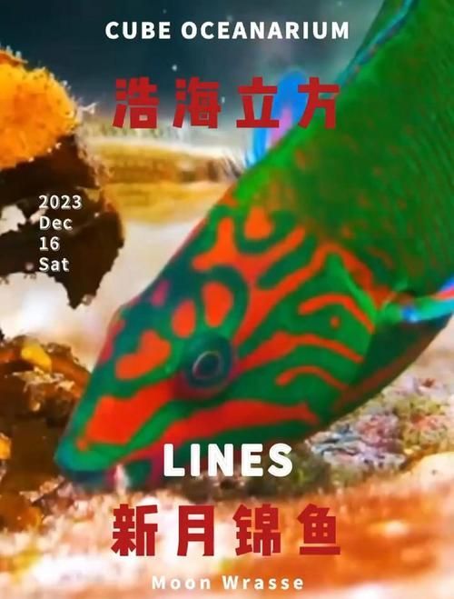 給我一些和平龍魚的圖片或視頻，和平斗魚（和平斗魚）特征詳解