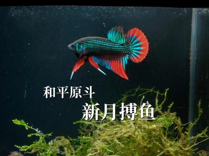 給我一些和平龍魚的圖片或視頻，和平斗魚（和平斗魚）特征詳解