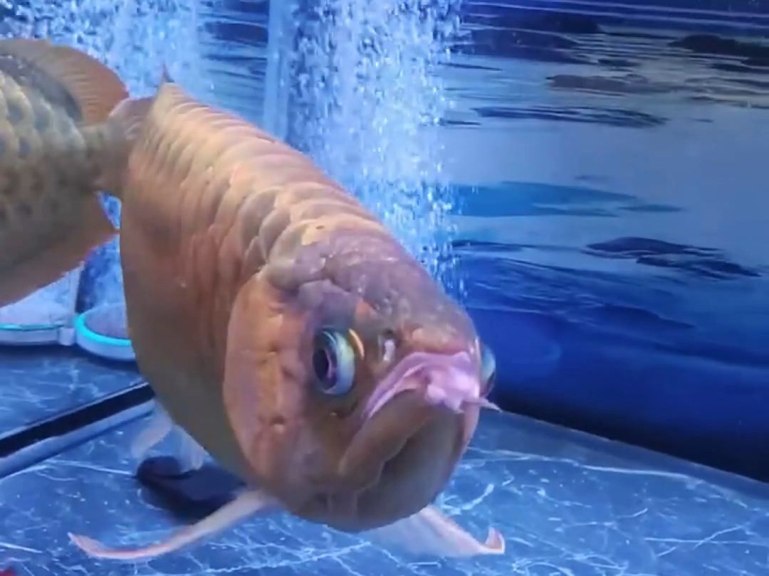 龍魚有哪些行為禁忌，關于龍魚行為禁忌圖解，龍魚行為禁忌圖解（約1000字）