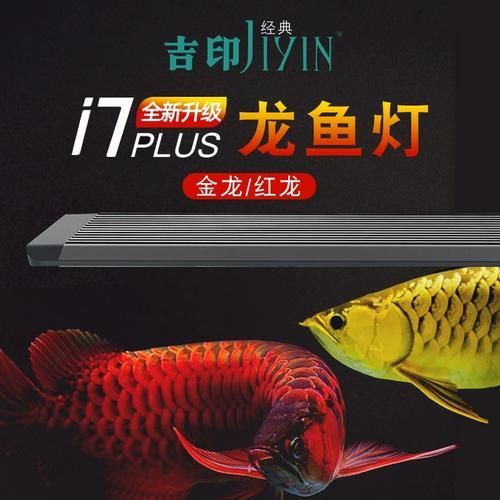 有哪些品牌燈管適合藍底金龍魚，藍底金龍魚燈管選擇
