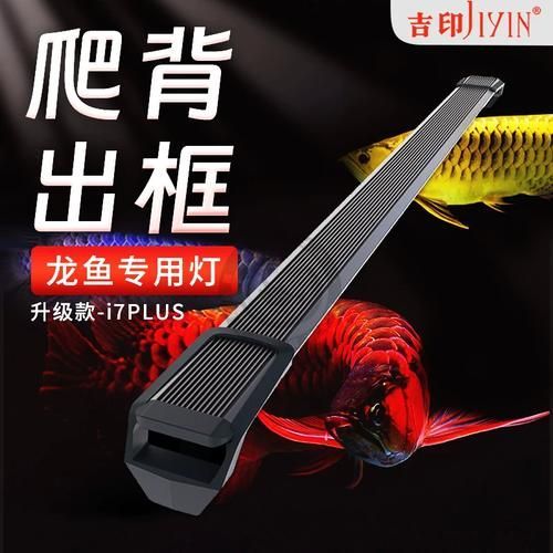 有哪些品牌燈管適合藍底金龍魚，藍底金龍魚燈管選擇