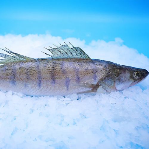 新疆雪龍魚的價格是多少，新疆雪龍魚價格是多少新疆雪龍魚有哪些品牌推薦 新疆雪龍魚的價格是多少，新疆雪龍魚價格是多少新疆雪龍魚有哪些品牌推薦 龍魚百科 第7張
