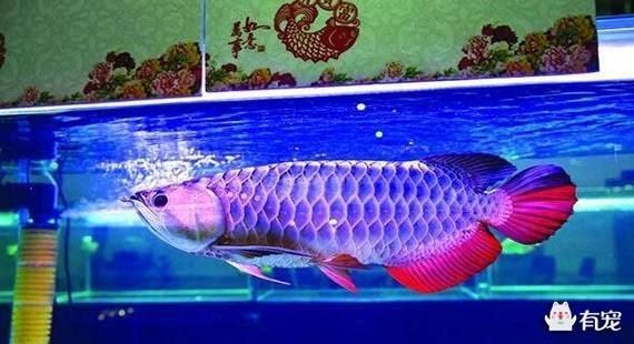 給我一些區(qū)分真假武吉美拉藍(lán)底金龍魚的圖片，如何鑒別真假武吉美拉藍(lán)底金龍魚