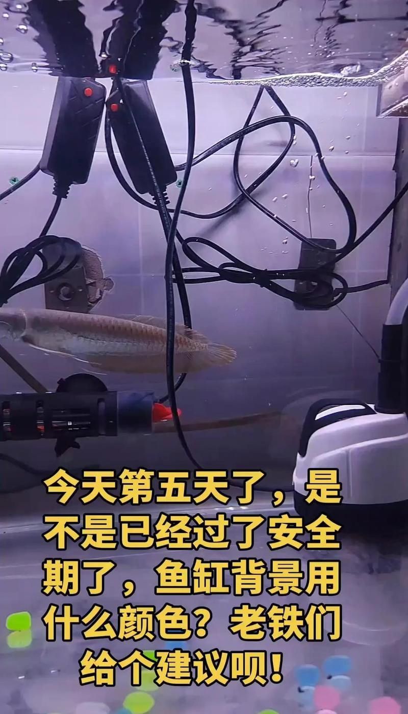 如何判斷龍魚是否適合當前背景色，如何判斷龍魚適合當前背景色