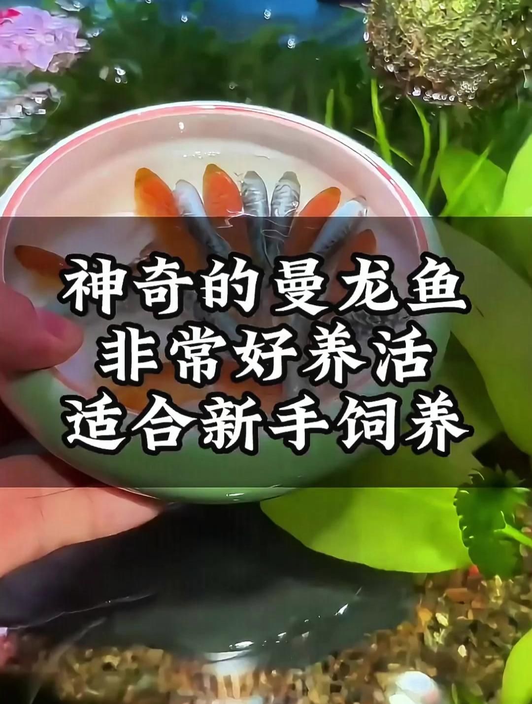 曼龍魚和銀龍魚哪個更適合新手，曼龍魚和銀龍魚哪個好養(yǎng)？