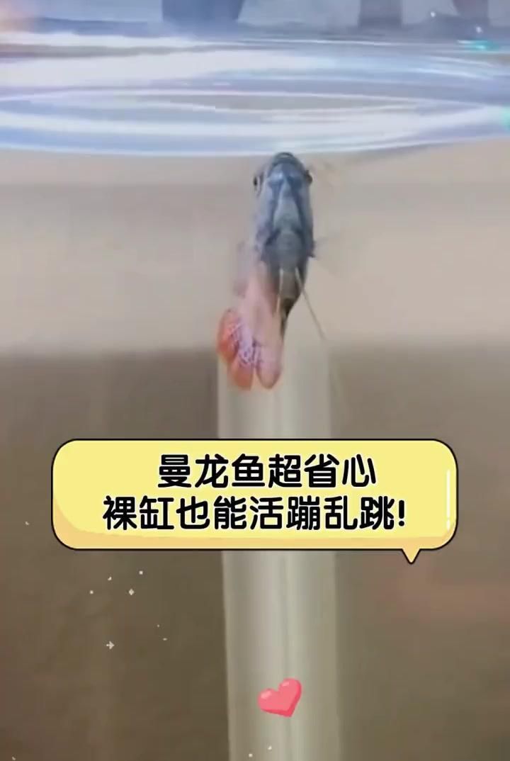 曼龍魚和銀龍魚哪個更適合新手，曼龍魚和銀龍魚哪個好養(yǎng)？