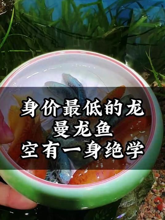 曼龍魚和銀龍魚哪個更適合新手，曼龍魚和銀龍魚哪個好養(yǎng)？