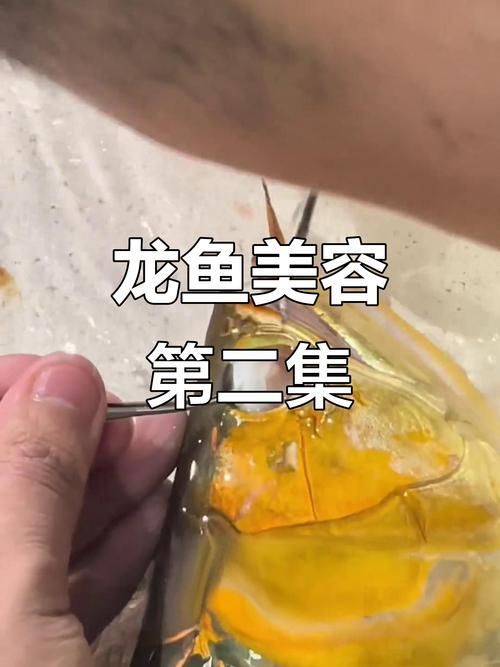 手動復位龍魚掉眼有哪些風險 手動復位龍魚掉眼有哪些風險 龍魚百科 第4張