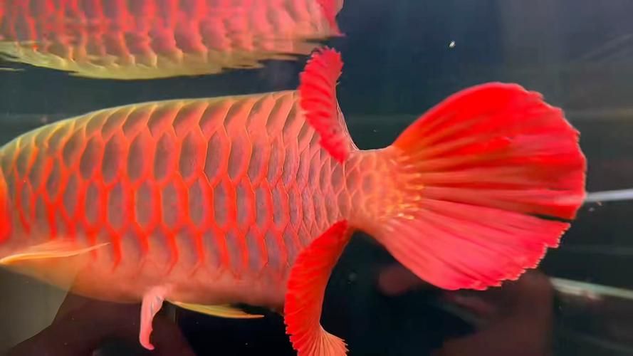 給我推薦一些紅龍魚的戰車品種圖片，紅龍魚的戰車品種圖片