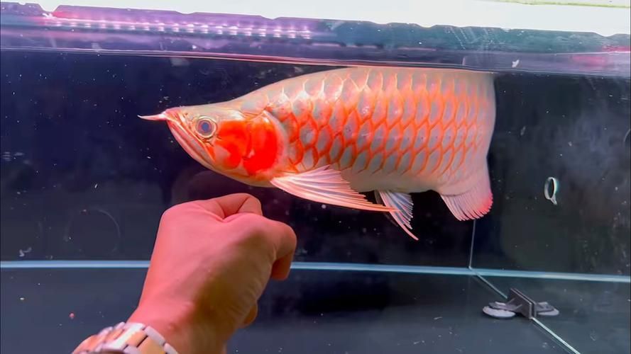 給我推薦一些紅龍魚的戰車品種圖片，紅龍魚的戰車品種圖片