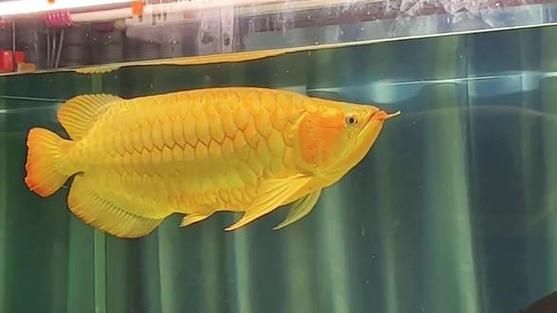給我推薦一些紅龍魚的戰車品種圖片，紅龍魚的戰車品種圖片