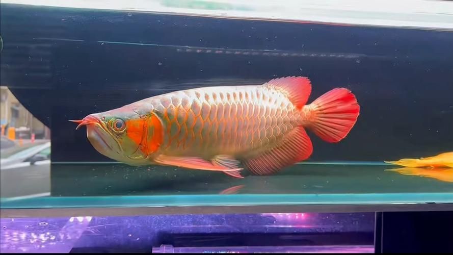 給我推薦一些紅龍魚的戰車品種圖片，紅龍魚的戰車品種圖片