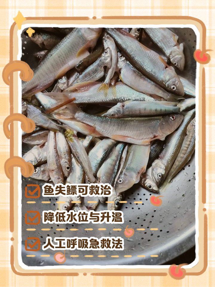 失鰾癥能完全恢復嗎，如何判斷金魚失鰾癥的嚴重程度？