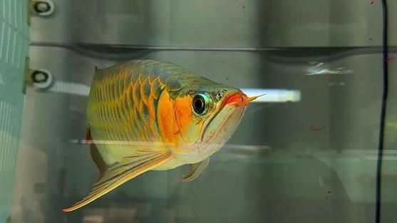 給我一些戰車型龍魚的圖片示例，一些戰車型龍魚的圖片示例
