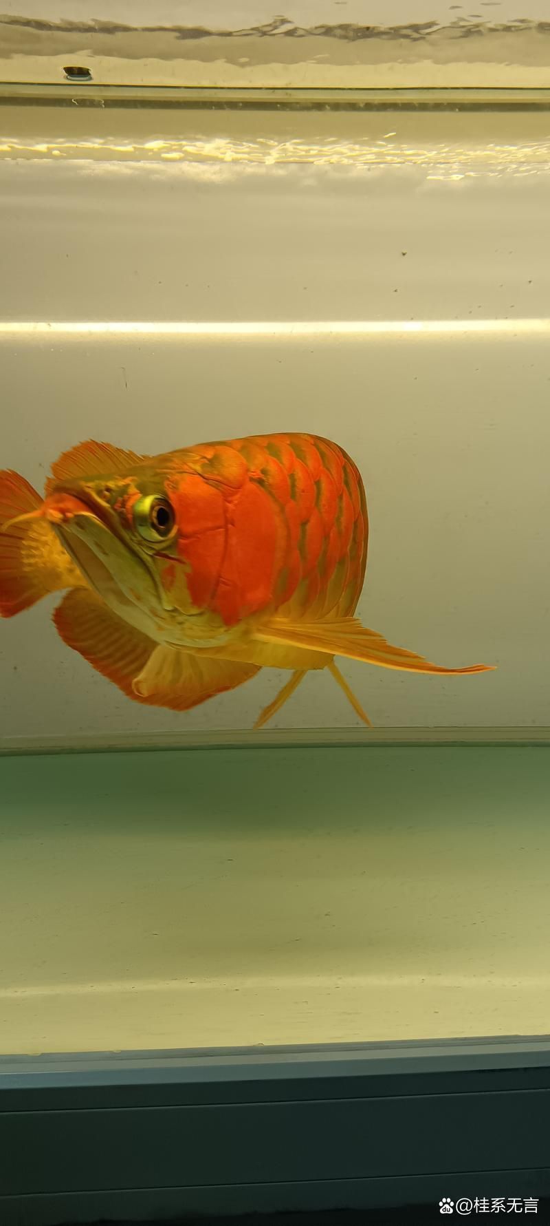 給我一些戰車型龍魚的圖片示例，一些戰車型龍魚的圖片示例